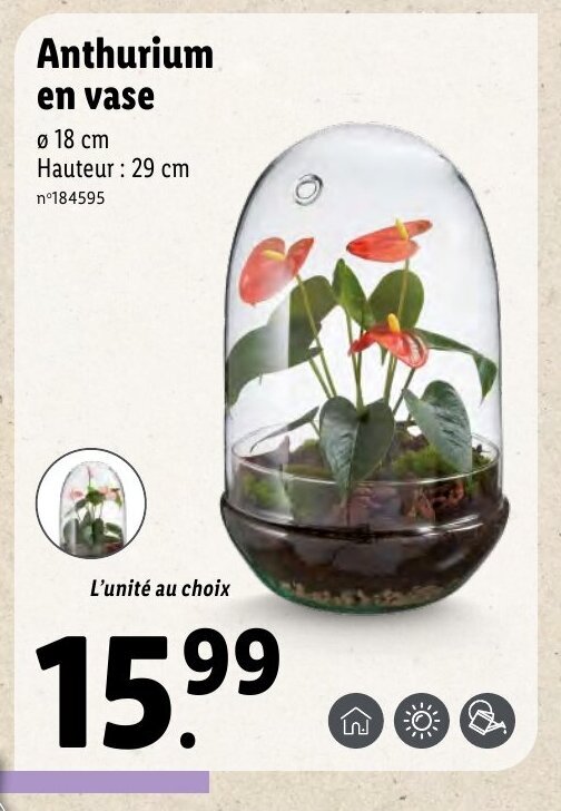 Lidl Anthurium en vase offre