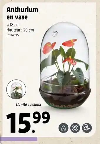 Lidl Anthurium en vase offre