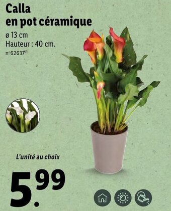 Lidl Calla en pot céramique offre