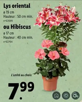 Lidl Lys oriental offre
