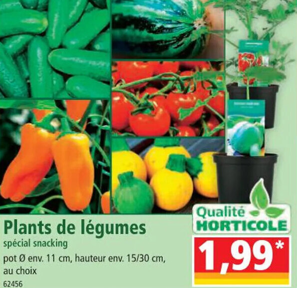 Norma Plants de légumes offre