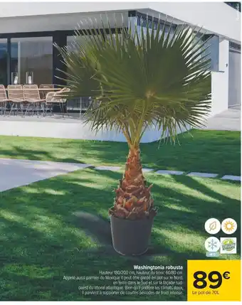 Carrefour Washingtonia robusta Hauteur 180/200 cm, offre