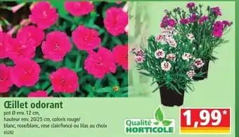 Norma Œillet odorant offre
