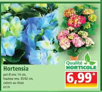 Norma Hortensia offre