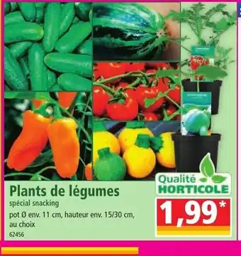 Norma Plants de légumes offre