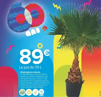Carrefour Market Washingtonia robusta offre