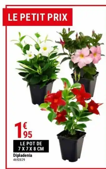 Gamm vert Dipladenia offre