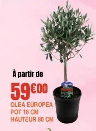 Olea auropea pot 18 cm hauteur 80 cm