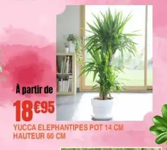 Jardiland Yucca elephantes pot 14 cm hauteur 60 cm offre