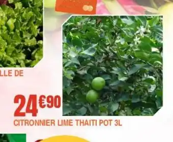 Citronnier lime thaiti pot 3l