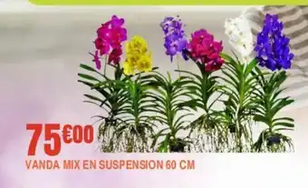 Jardiland Vanda mix en suspension 60cm offre