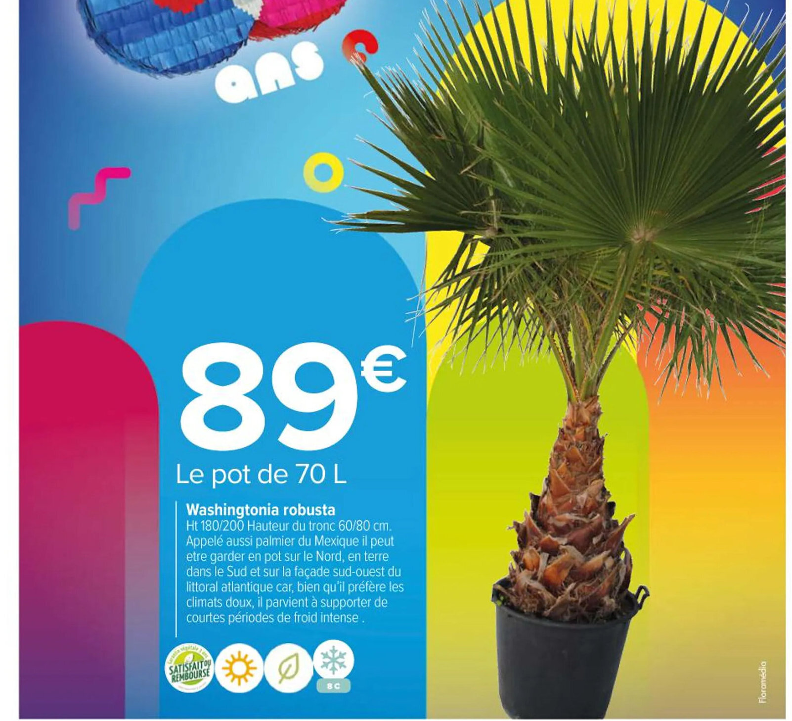 Carrefour Market Washingtonia Washingtonia offre