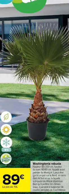 Carrefour Washingtonia robusta offre