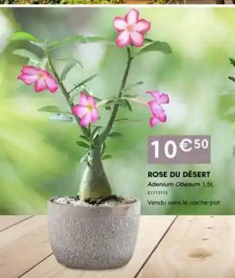 Point Vert Rose du desert offre