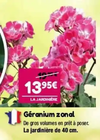 Géranium zonal