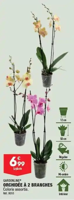 ALDI ORCHIDÉE À 2 BRANCHES offre