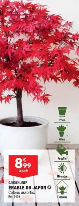 ALDI ÉRABLE DU JAPON offre