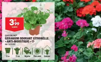 GERANIUM ODORANT CITRONELLE «ANTI-MOUSTIQUE >> >>