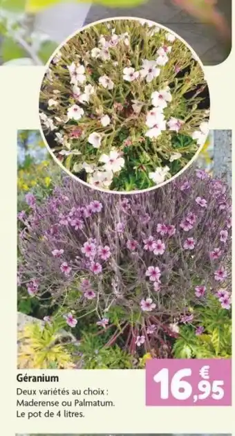 Géranium