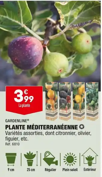 ALDI Gardenline plante méditerranéenne offre