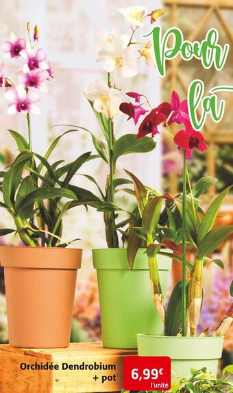 Colruyt Orchidée dendrobium + pot offre