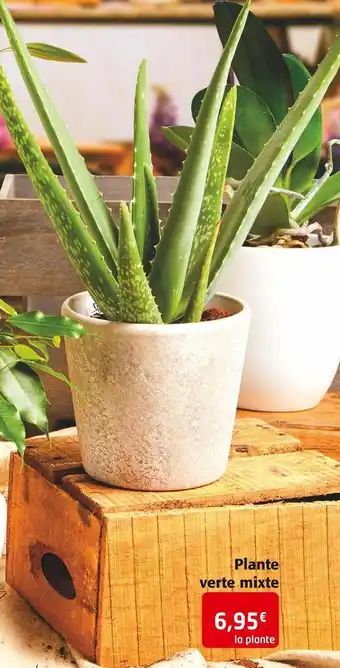 Plante verte mixte