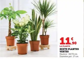 Hyper U Mixte plantes vertes offre