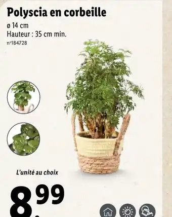 Lidl Polyscia en corbeille offre