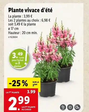Lidl Plante vivace d'été offre