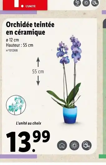 Lidl Orchidée teintée en céramique offre