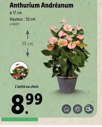 Lidl Anthurium Andréanum offre