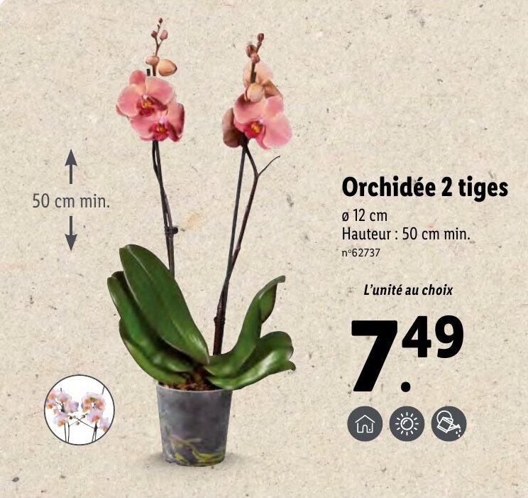 Promo Orchidée 2 tiges chez Lidl