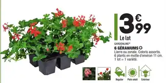ALDI 6 Géraniums offre