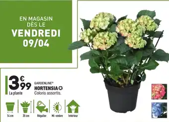 ALDI Hortensia offre