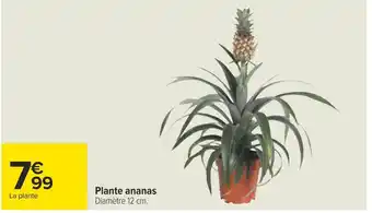 Carrefour Plante ananas offre
