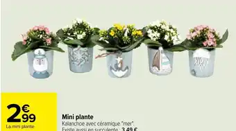 Carrefour Mini plante offre