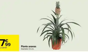 Carrefour Plante ananas Diamètre 12 cm. offre