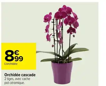 Carrefour Orchidée cascade offre