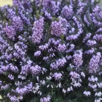Bruyère d'hiver 'spring surprise'