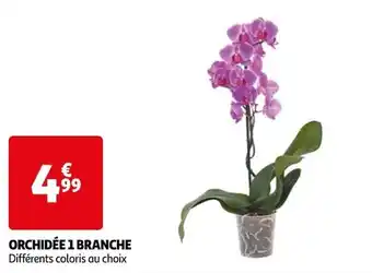 Auchan ORCHIDÉE 1 BRANCHE offre