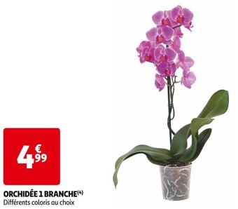 Auchan Supermarché Orchidée 1 branche offre