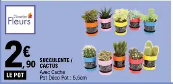 E.Leclerc SUCCULENTE / CACTUS offre