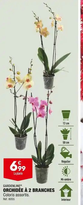 ALDI Gardenline orchidée à 2 branches offre