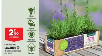 ALDI GARDENLINE® LAVANDE offre