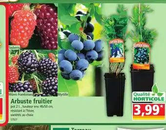 Norma Arbuste fruitier offre