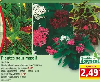 Norma Plantes pour massif offre