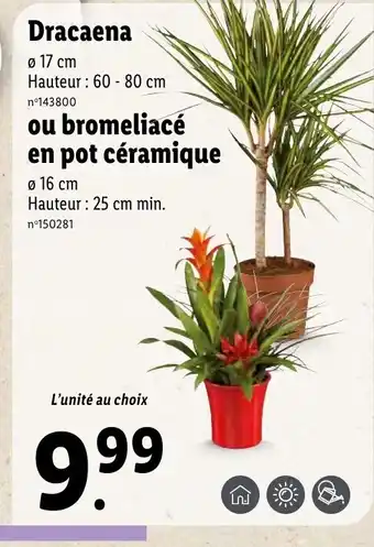 Dracaena ou bromeliacé en pot céramique