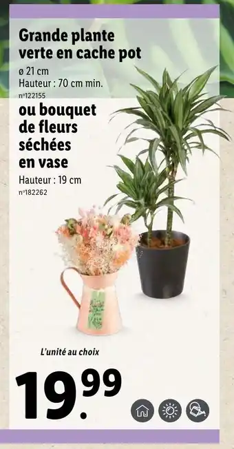 Lidl Grande plante verte en cache pot ou bouquet de fleurs séchées offre