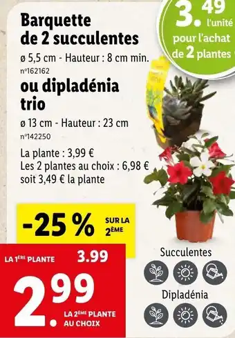 Lidl Barquette de 2 succulentes ou dipladénia trio offre