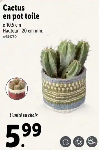 Lidl Cactus en pot toile offre
